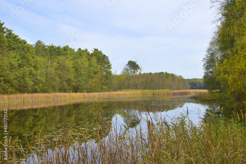 Fototapeta Naklejka Na Ścianę i Meble -  Drzewostan mieszany 2