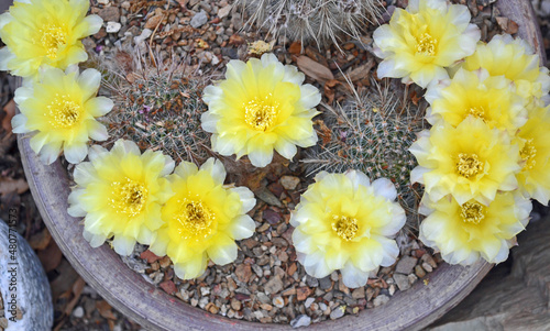 flowers in a pot