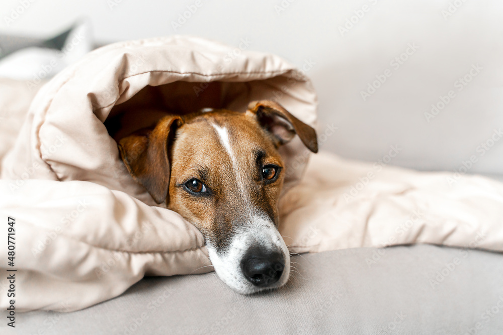 Portrait of a jack russell dog lying on the couch at home under a blanket sleepy resting. Copyspace Portrait of a jack russell dog lying on the couch at home under a blanket sleepy resting. Copyspace