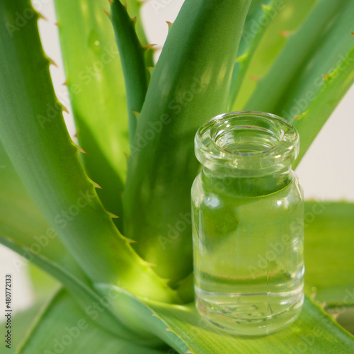 Aloe Vera plant and bottle with extract of aloe vera  herbal medicine for skin treatment and use in spa for skin care in bottle. Herb in nature