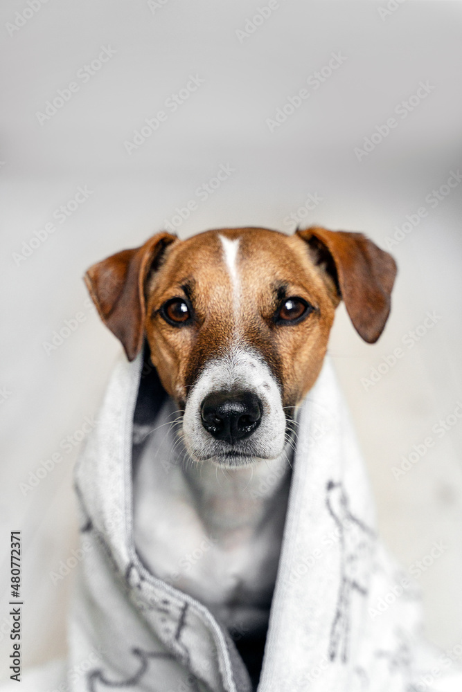 Close-up portrait of a Jack Russell dog in a white towel on a light background. Pet care concept
