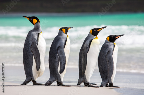 A waddle of king penguins at Volunteer Point  Falkland Islands  deciding whether or not to go for a swim