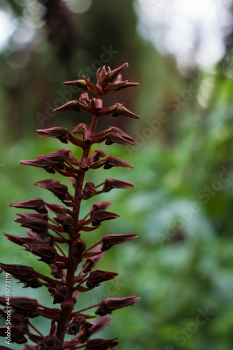 Red plant, red flower, close up, contrast