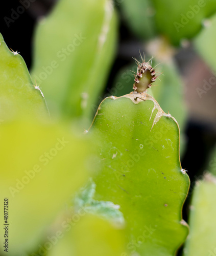 Cactus, Cactus Argentina, Cactus flower, Cactus close up