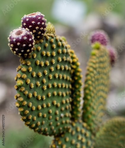 Cactus, Cactus Argentina, Cactus flower, Cactus close up