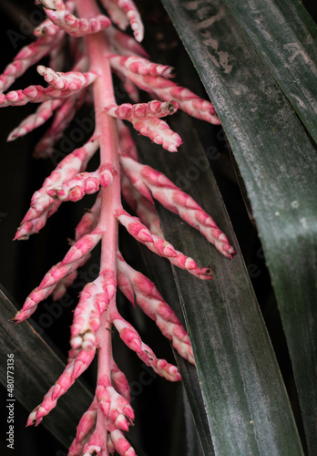 Red plant, red flower, close up, contrast