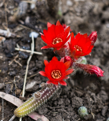 Cactus, Cactus Argentina, Cactus flower, Cactus close up