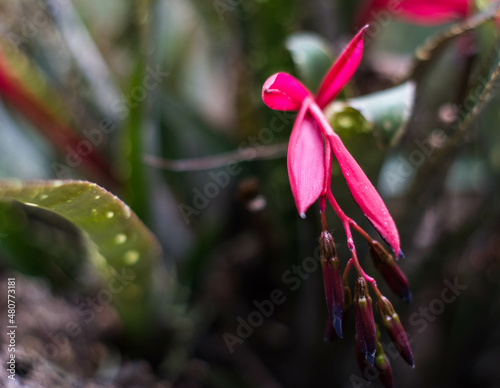 Red plant, red flower, close up, contrast