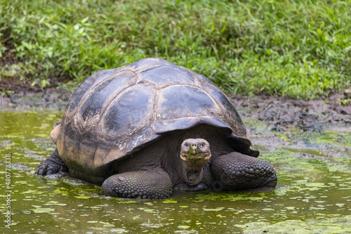 Giant Land Tortoise at Charles Darwin Center, Santa Cruz Island, Galapagos