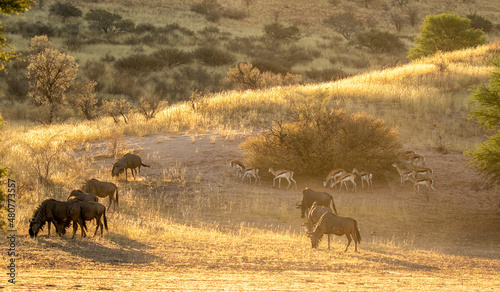 Early morning scene in the Kgalagadi - golden light  springbok and blue wildebeest