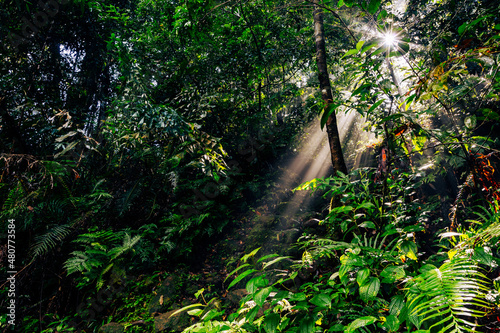 Sri Lanka Rainforest. Path in the jungle. Sinharaja Forest Reserve  Sri Lanka. 