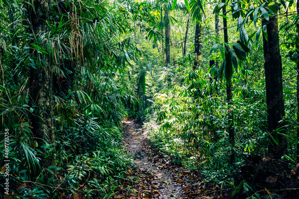 Obraz premium Sri Lanka Rainforest. Path in the jungle. Sinharaja Forest Reserve, Sri Lanka. 