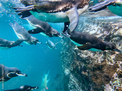 Galapagos Penguins swimming at Tagus Cove, Isabella Island photo