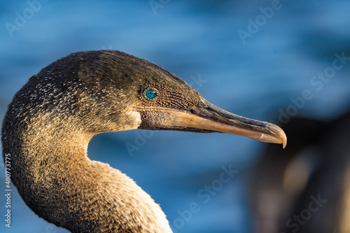 Flightless Cormorant with magnificent turquoise eye; Punta Espinosa on Fernandin Fototapeta