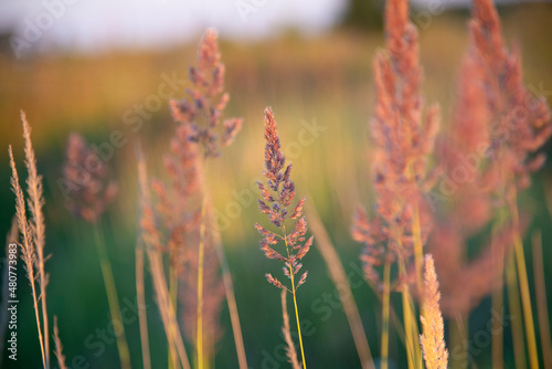 View of the wild grass in the field at golden hour. Close-up. Natural background.