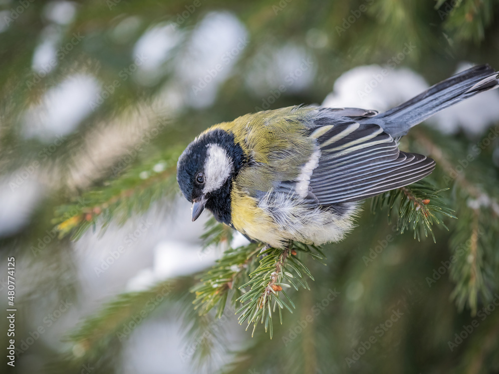 Obraz premium Cute bird Great tit, songbird sitting on the fir branch with snow in winter