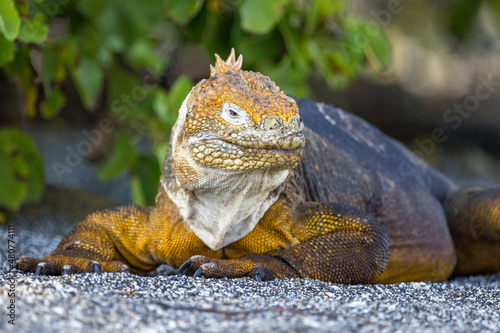 Land Iguana at Puerto Egas, Santiago Island, Galapagos photo