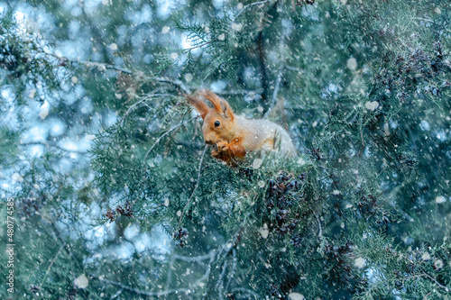 squirrel in the park in the snow