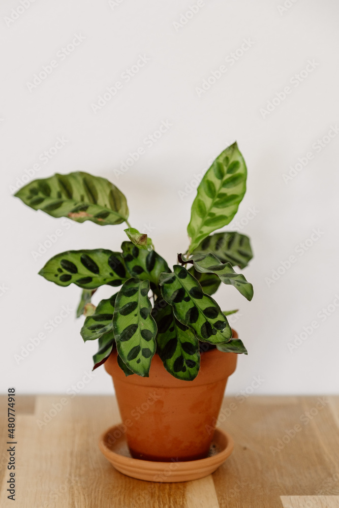 Fototapeta premium Calathea Prayer Plant Houseplant
