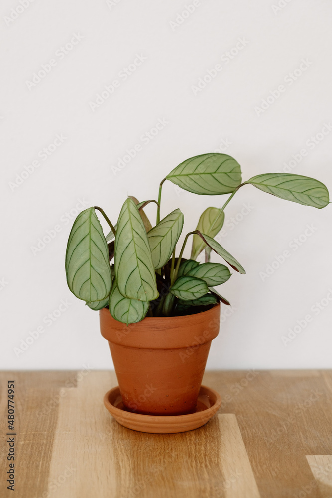 Fototapeta premium Calathea Prayer Plant