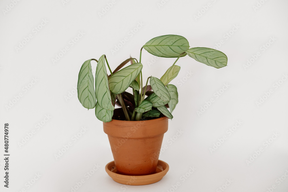 Fototapeta premium Calathea Prayer Plant