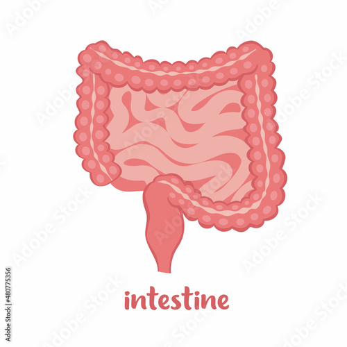 Human intestine, internal organ icon. Anatomy, medicine concept, Healthcare. Vector illustration in flat style isolated on white background.