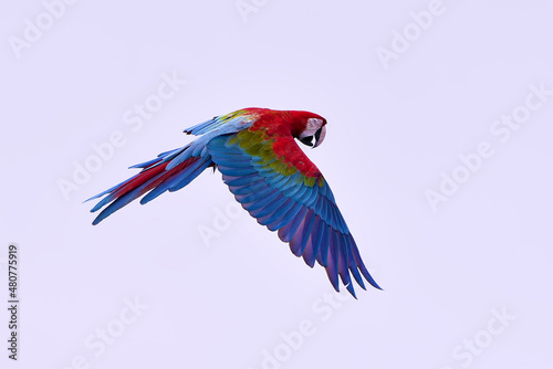 Macaw parrots during a flight © DS light photography