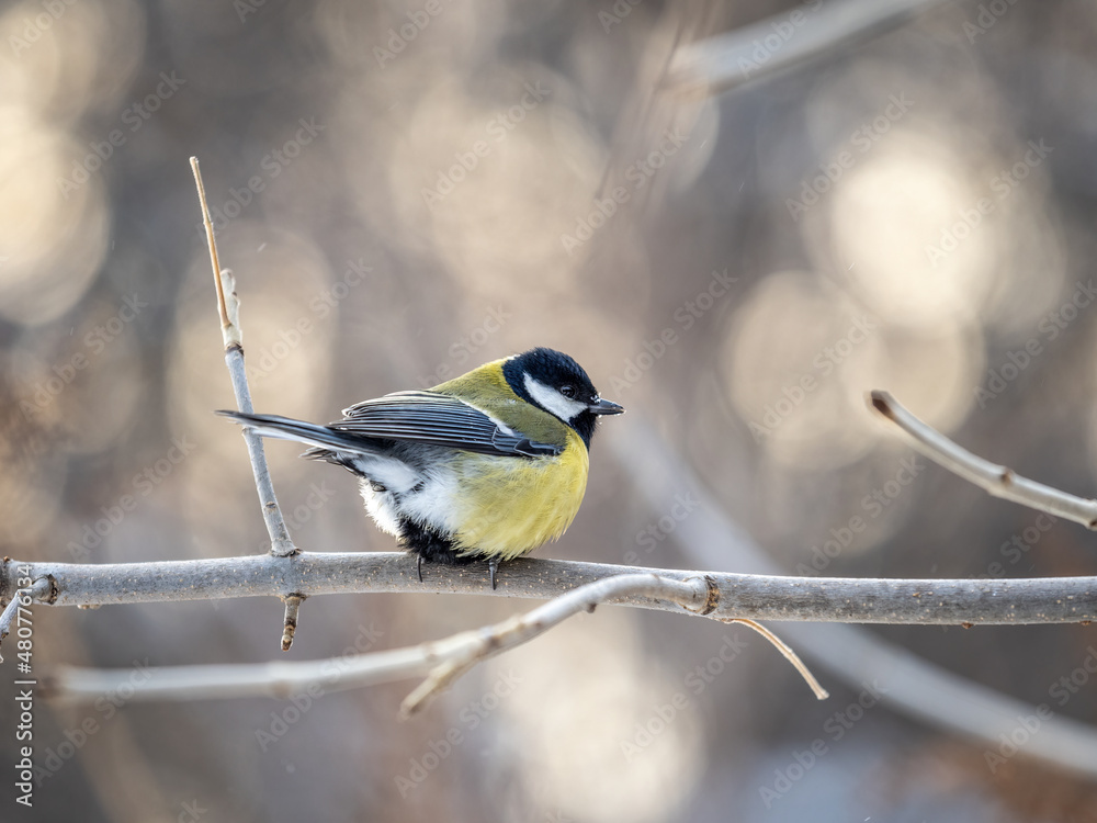 Obraz premium Cute bird Great tit, songbird sitting on a branch without leaves in the autumn or winter.