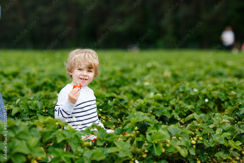 Happy preschool little boy picking and eating strawberries on organic bio berry farm in summer. Child on warm sunny day holding ripe healthy strawberry. Harvest fields in Germany. Happy preschool little boy picking and eating strawberries on organic bio berry farm in summer. Child on warm sunny day holding ripe healthy strawberry. Harvest fields in Germany.