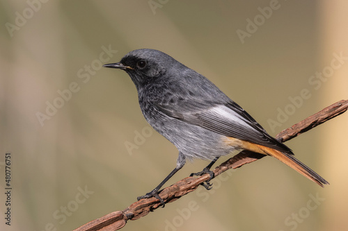 Male black redstart - Phoenicurus ochruros
 photo