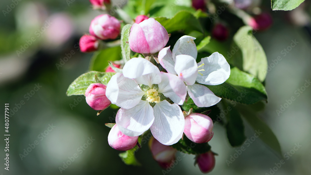 Obraz premium flowering apple tree branch in the garden. Blooming fruit trees in the garden. White and pink flowers close-up on a branch of a tree. Floral spring nature background.