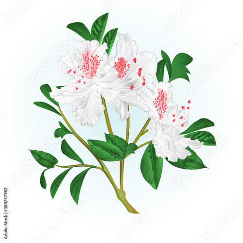 Shrub white rhododendron twig with flowers and leaves watercolor  vintage vector illustration  editable hand draw