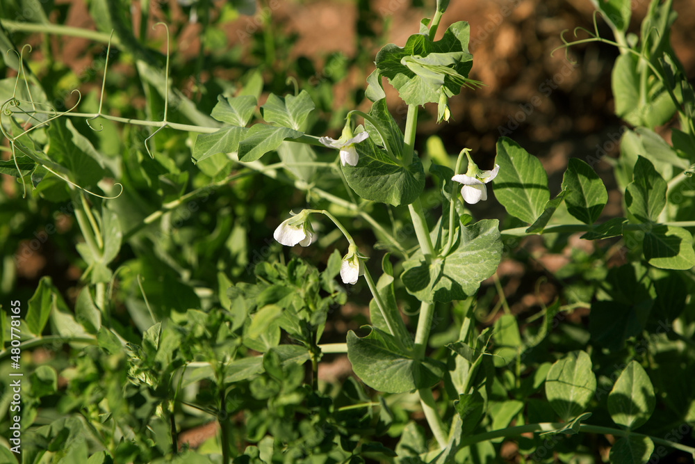 photo of green pea flowers on a sprout. The theme of seasonal planting, gardening and healthy eating photo of green pea flowers on a sprout. The theme of seasonal planting, gardening and healthy eating