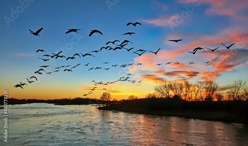 Migrating sandhill cranes flying over the Platte River in Nebraska