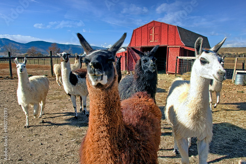 Photography Llama ranch outside Boulder. Colorado