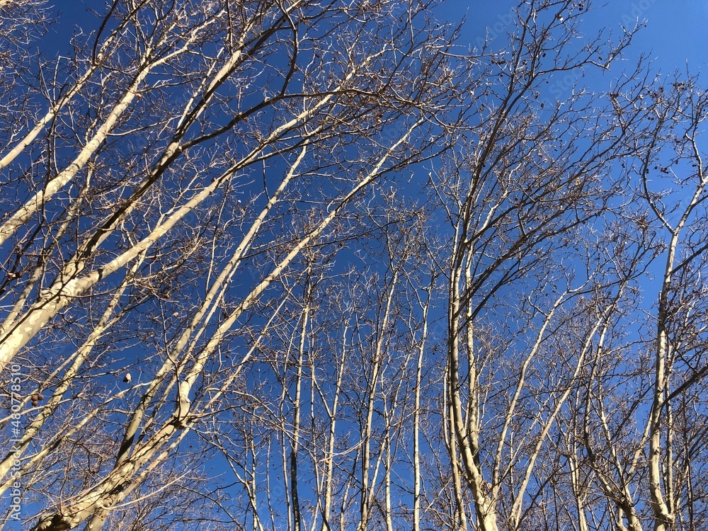 branches against sky branches against sky
