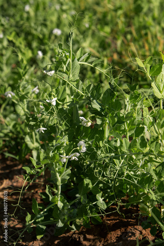 photo of sprouts with green pea flowers. The theme of seasonal planting, gardening and agriculture
