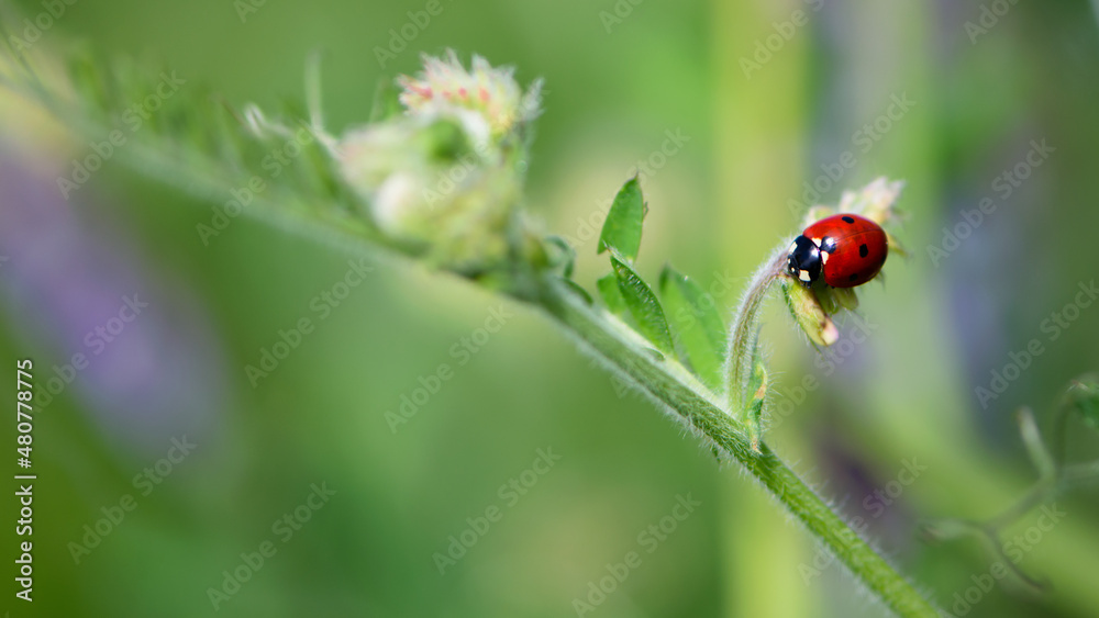 Coccinellidae is a widespread, Ladybird beetle, ladybugs. red beetle with black dots. insects in the wild. natural background. macro nature. ladybug sitting on a meadow plant Coccinellidae is a widespread, Ladybird beetle, ladybugs. red beetle with black dots. insects in the wild. natural background. macro nature. ladybug sitting on a meadow plant