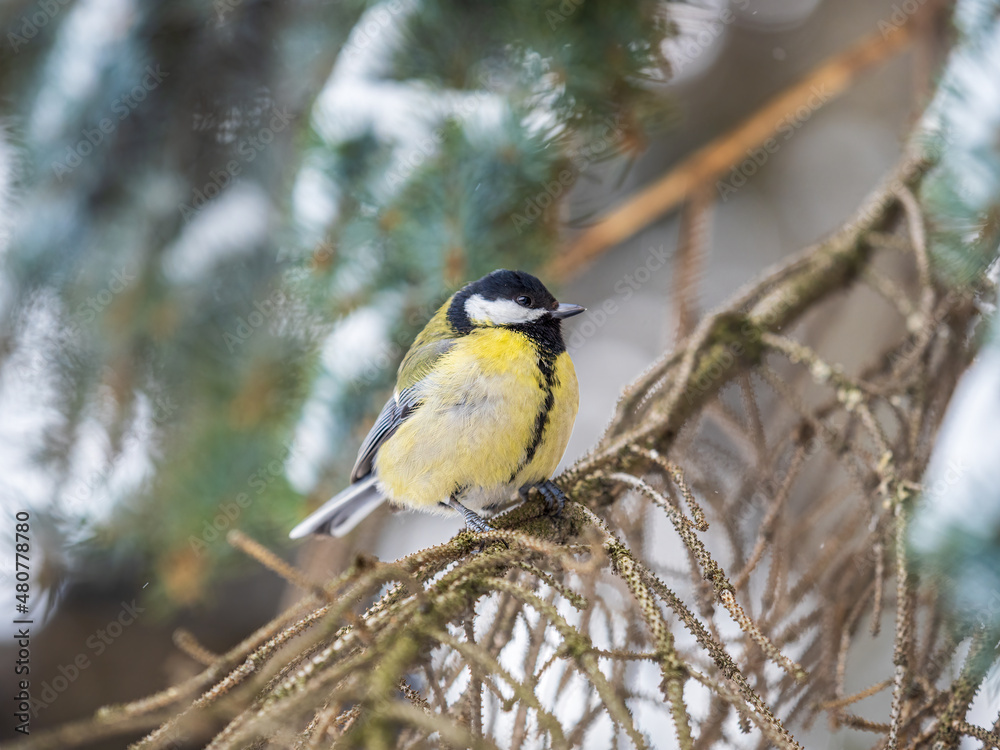 Fototapeta premium Cute bird Great tit, songbird sitting on the fir branch