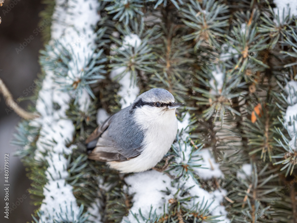 Obraz premium Eurasian nuthatch or wood nuthatch, lat. Sitta europaea, sitting on the fir branch with snow in winter forest