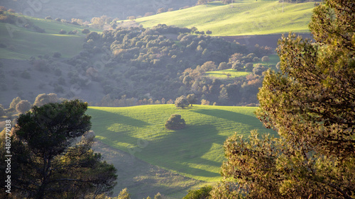 Paisaje pradera con árboles y montañas