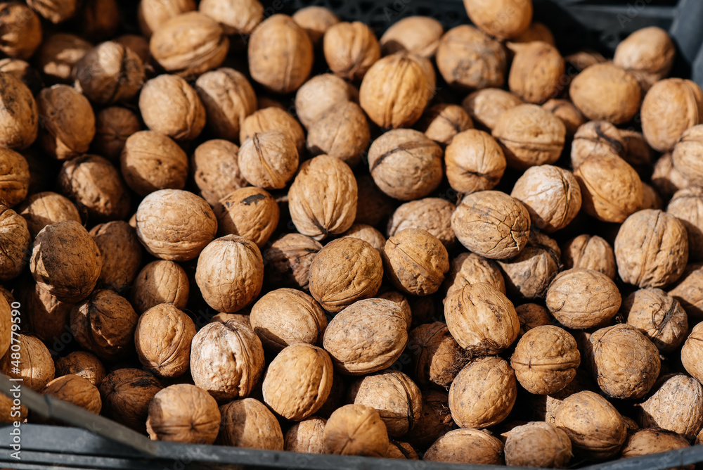 Boxes of ripe walnuts harvested from trees. Agriculture, nuts. Natural and environmentally friendly agriculture. Boxes of ripe walnuts harvested from trees. Agriculture, nuts. Natural and environmentally friendly agriculture.