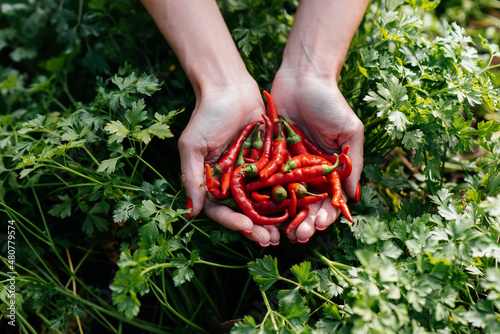 Hot chili pepper close-up in the hands of a girl against the background of a garden and greenery. Healthy organic food and harvesting. Natural and environmentally friendly agriculture.
