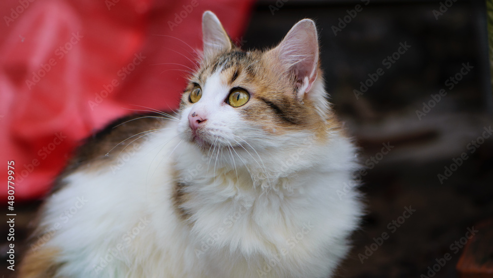 a beautiful tricolor cat face with a white body and yellow eyes looks at me. Relaxed mixed breed domestic cat sitting outdoors a beautiful tricolor cat face with a white body and yellow eyes looks at me. Relaxed mixed breed domestic cat sitting outdoors