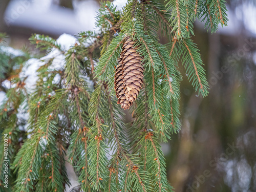 Wallpaper Mural Green spruce branches in winter with cones covered with snow. Torontodigital.ca