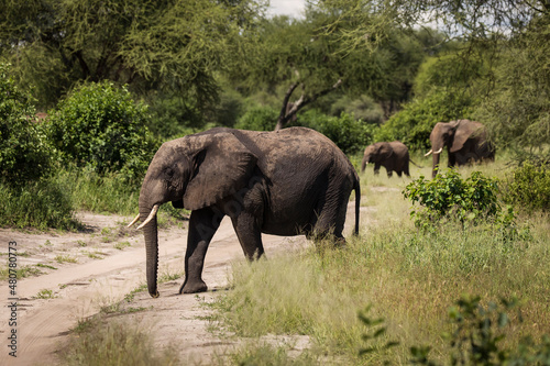 Beautiful elephants during safari in Tarangire National Park  Tanzania.