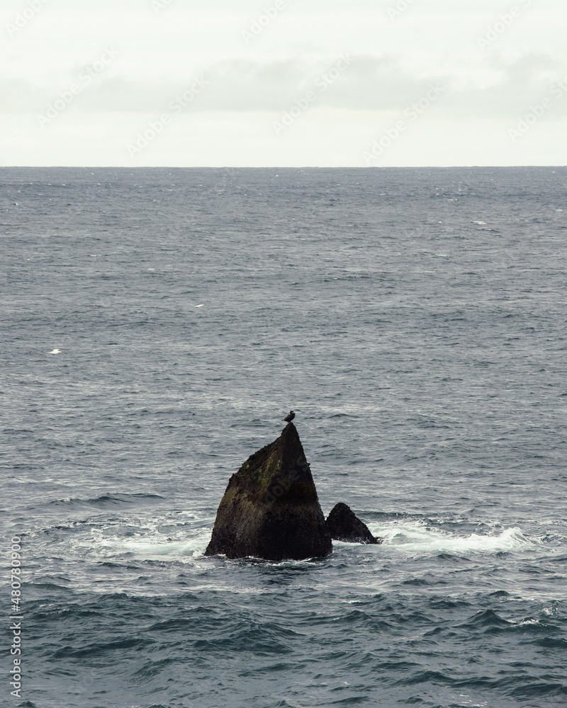 Fototapeta premium humpback tail