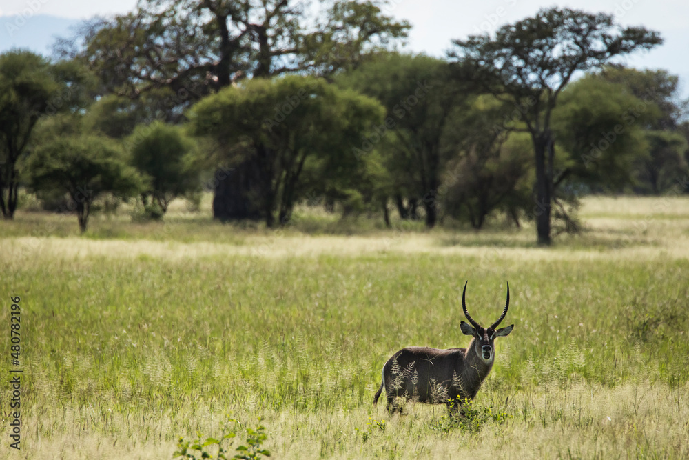 Naklejka premium Closeup of Impala image taken on Safari located in the Tarangire, National park, Tanzania.