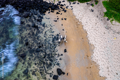 Aerial view of cows on a beach on the south coast of Mauritius island