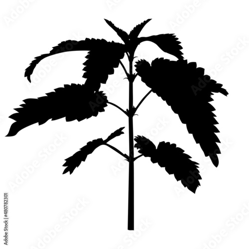 Silhouette of nettle plant
